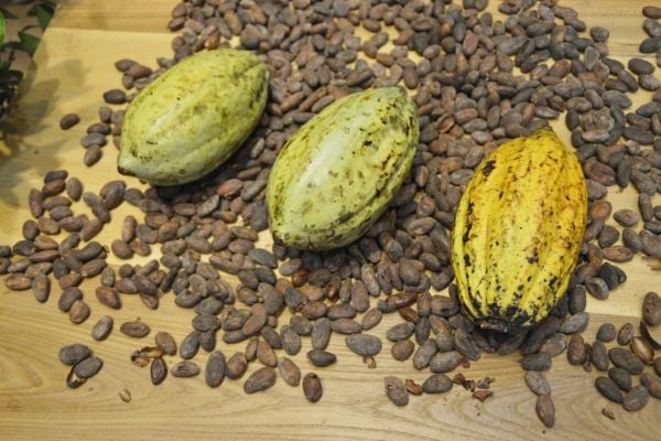 Ghana Cocoa Regulator Will Not Raise A Syndicated Loan For The 2024/25 Season, CEO Says