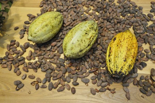 Ivorian Cocoa Piles Up at Ports As Shippers Halt Purchases