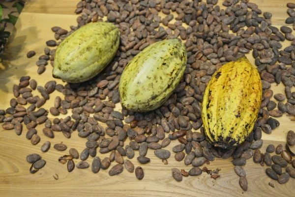 Ivory Coast Cocoa Farmers Get Boost From Rainy Weather