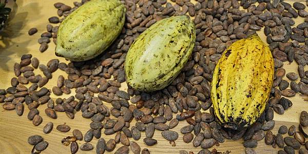 Ghana Cocoa Regulator Will Not Raise A Syndicated Loan For The 2024/25 Season, CEO Says