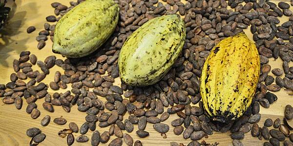 Nestlé Shares Action Plan For Sustainable Cocoa Supply Chain