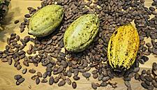 Ivory Coast Cocoa Farmers Get Boost From Rainy Weather