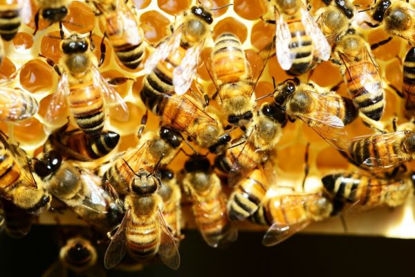Sweet News For Slovak Bee Keepers: Honey Output Rises