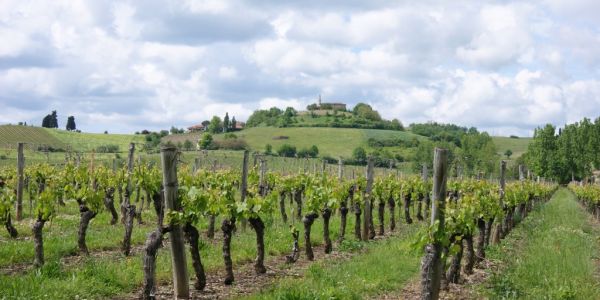 Champagne Harvest Starts Early In France