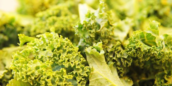 Waitrose First Supermarket Chain To Sell UK Sea Kale