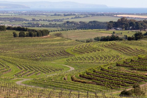 Bordeaux Estates Pricing 2015 Wines 19% Above Previous Vintage