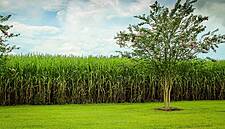 Brazil Cancels Decree Barring Sugarcane Cultivation In The Amazon