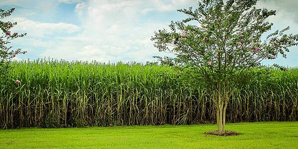 India Sugar Output Seen Rebounding From 7-Year Low