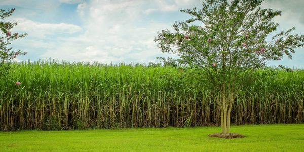 Sugar-Cane Fuel Wins In Brazil As Cheap Ethanol Beats Gasoline