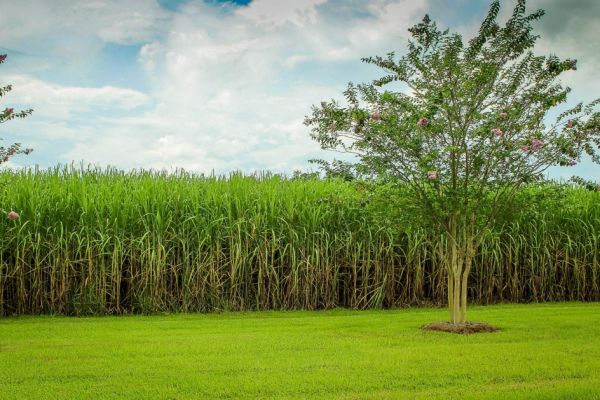 World’s Second-Largest Sugar Crop To Drop On Rainfall Shortage