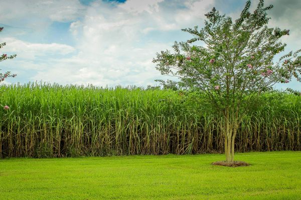 Sugar-Cane Fuel Wins In Brazil As Cheap Ethanol Beats Gasoline