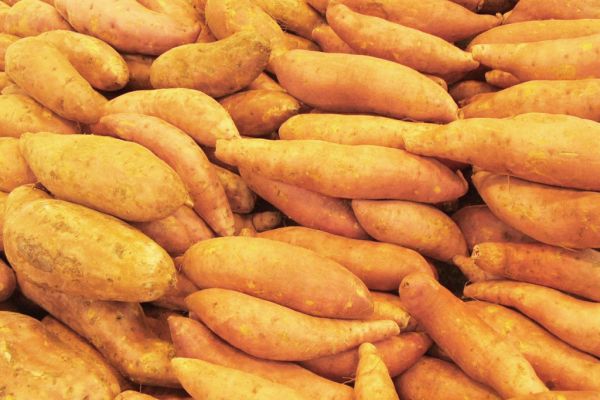 Waitrose Begins Selling Jersey Sweet Potatoes