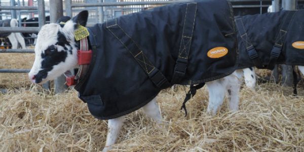 Sainsbury’s Helps Farmers Keep Calves Warm With Coat Offer