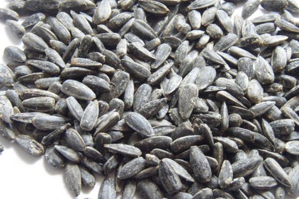 Russia To Ban Sunflower Seed Exports, Impose Quota On Sunoil