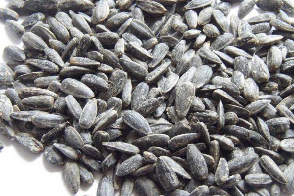 South African Sunflower Seeds Reach Record On Stockpile Concern