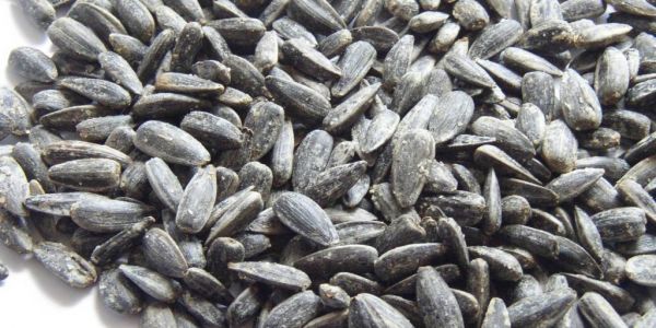 South African Sunflower Seeds Reach Record On Stockpile Concern