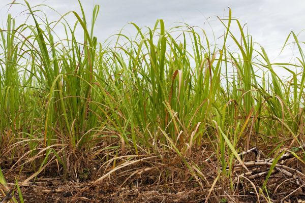 Pernod Ricard Joins Sugar Cane Sustainability Non-Profit Bonsucro