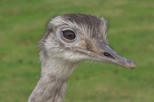 Waitrose To Sell Emu Eggs In Selected Stores