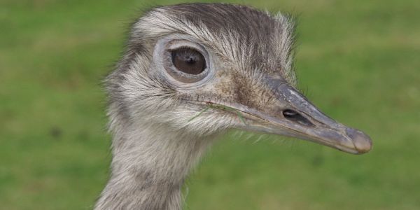 Waitrose To Sell Emu Eggs In Selected Stores