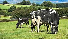 Tesco Extends Supplement Period For Private-Label Dairy Farmers