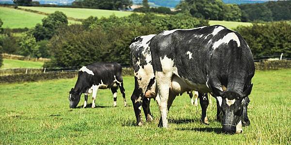 M&S To Audit Dairy Farms To RSPCA Assured Standards