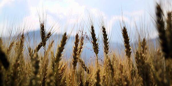 Britain Is Sending Biggest Ever Wheat Shipment To The U.S.