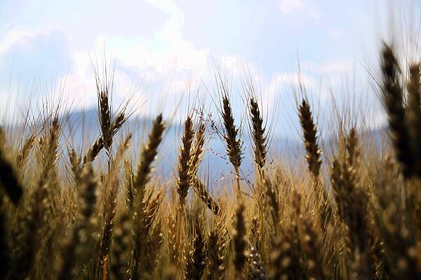 Strategie Grains Lifts EU Soft Wheat Export Estimate Again