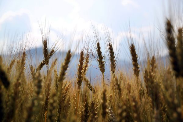Drought Slashes EU Wheat, Export Surplus To Be Cut