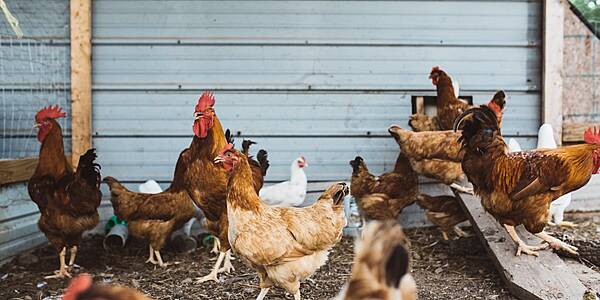 China's Chicken Chain Comes Unstuck Amid Chaos Of Virus Measures