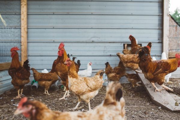 Tesco Reports Ongoing Campylobacter Level Reduction In Chickens