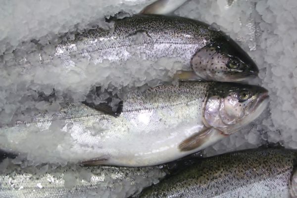 Ahold USA Commits To Selling Sustainably-Caught Fish