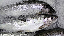 Ahold USA Commits To Selling Sustainably-Caught Fish