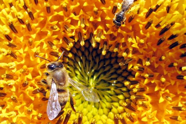 Monoprix Making Supply Chains More 'Bee-Friendly'