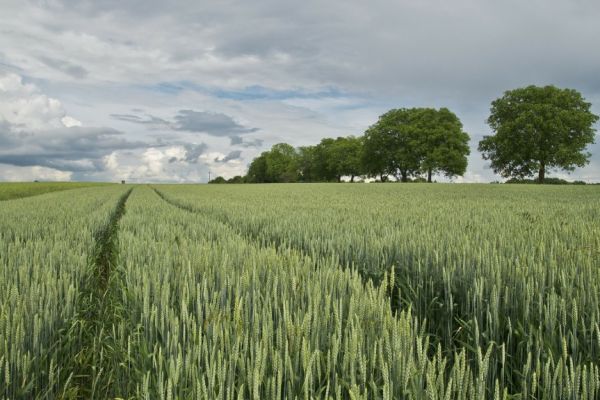 Danish Farmers Required To Halve GHG Emissions By 2030