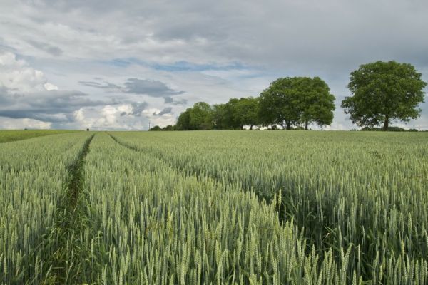 UK Wheat Exports Rise To 10 Month High As Prices Slump