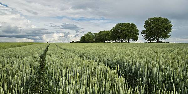 Danish Farmers Required To Halve GHG Emissions By 2030