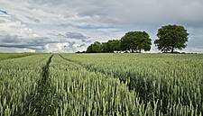 FranceAgriMer Raises Wheat Export Outlook On Trader Optimism
