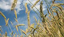 World Food Prices Ease For Second Month Running In July: FAO