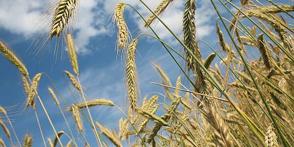 Around 720,000 Tonnes Of Food Have Left Ukraine Under Grain Export Deal