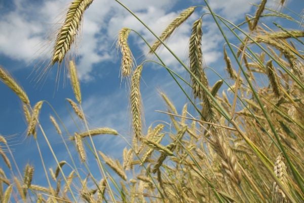 Ukraine Black Sea Grain Deal Extended For Two Months