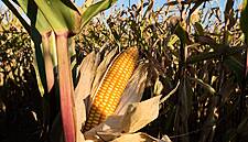 EU Cuts Maize Import Tariff To Zero
