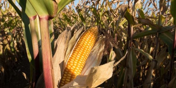 Argentina To Harvest 48m Tonnes Of Corn In 2021/22: Rosario Exchange