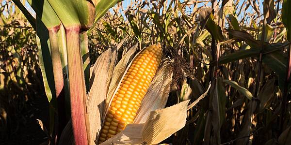 EU Farmers Set To Plant More Maize As Drought Risks Weighed