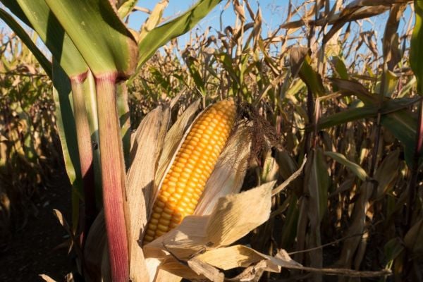 French Maize Harvest Still To Get Going As Rain Continues