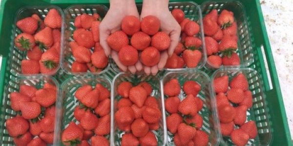 First Strawberries Of The Year Now Available At Tesco