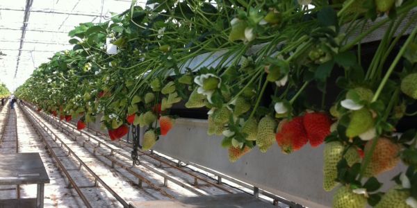 Driscoll's Kicks Off Strawberry Season With Lusa™ Harvest