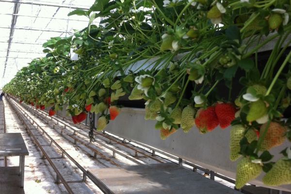 Driscoll's Kicks Off Strawberry Season With Lusa™ Harvest
