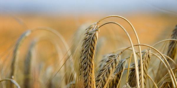 Canadian Wheat, Canola Harvests Turn Out Smaller Than Expected