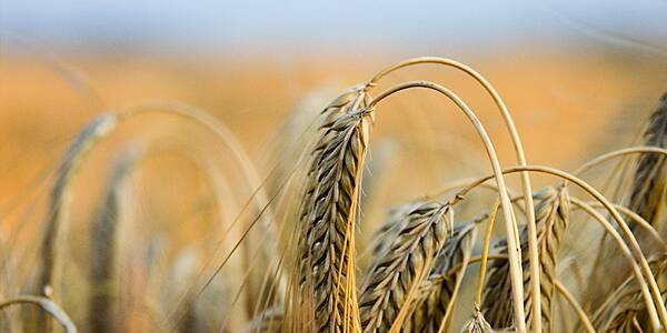 EU 2022/23 Soft Wheat Exports Reach 22.13 Million Tonnes