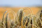 Russian Wheat Export Prices Continue To Fall Amid New Crop Supply | ESM ...